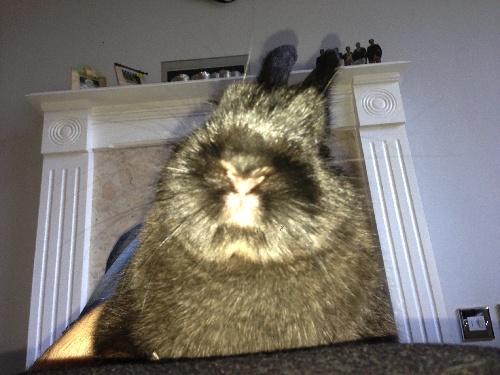 Fuzzy face